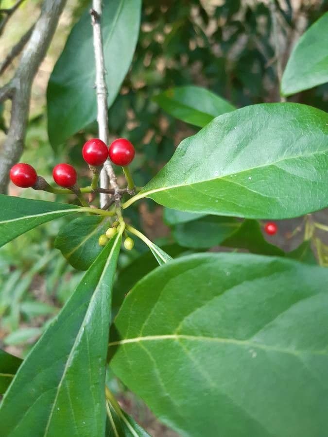 Lindera erythrocarpa