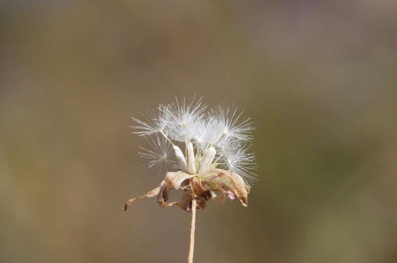 Agoseris annuale 2