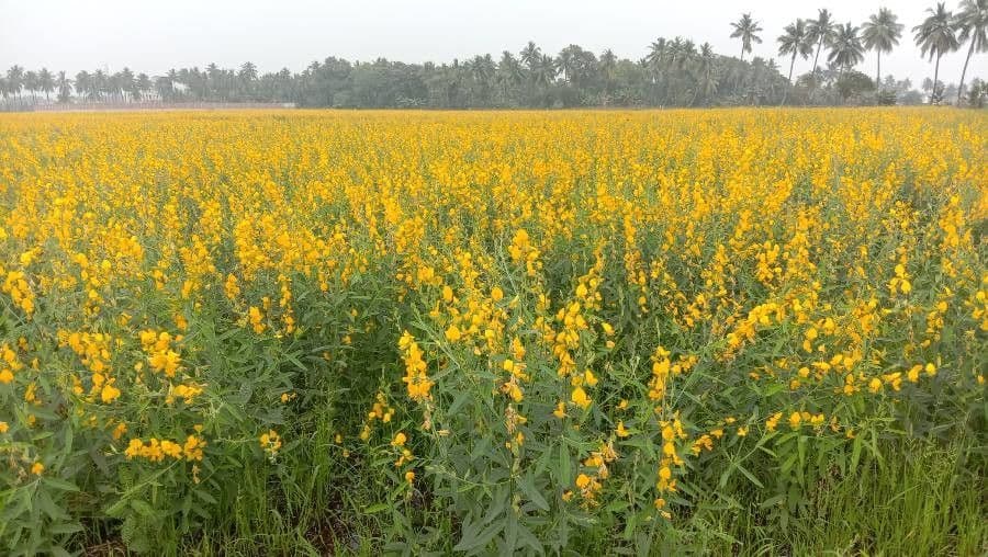 Crotalaria juncea 10