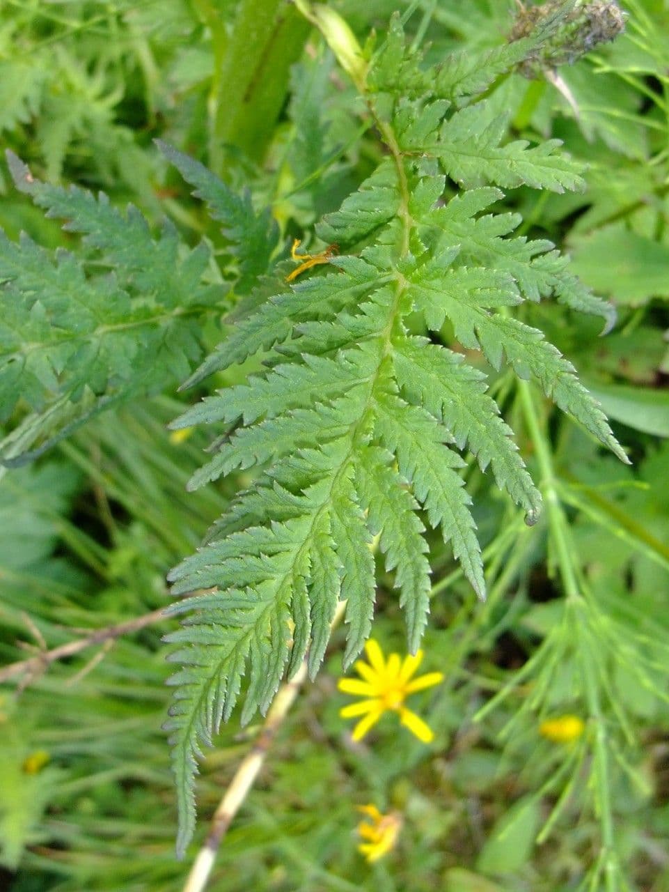 Pedicularis frondosa 17
