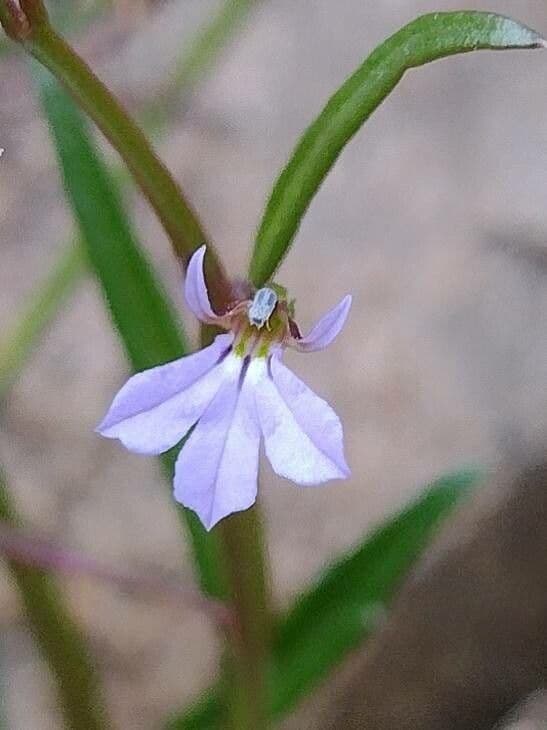 Zweilappige Glockenblume 2