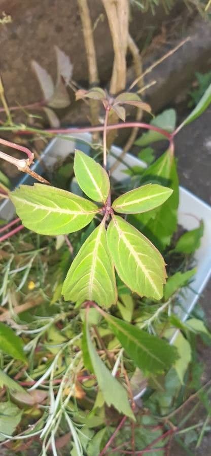 Chinesischer Jungfernwein 5