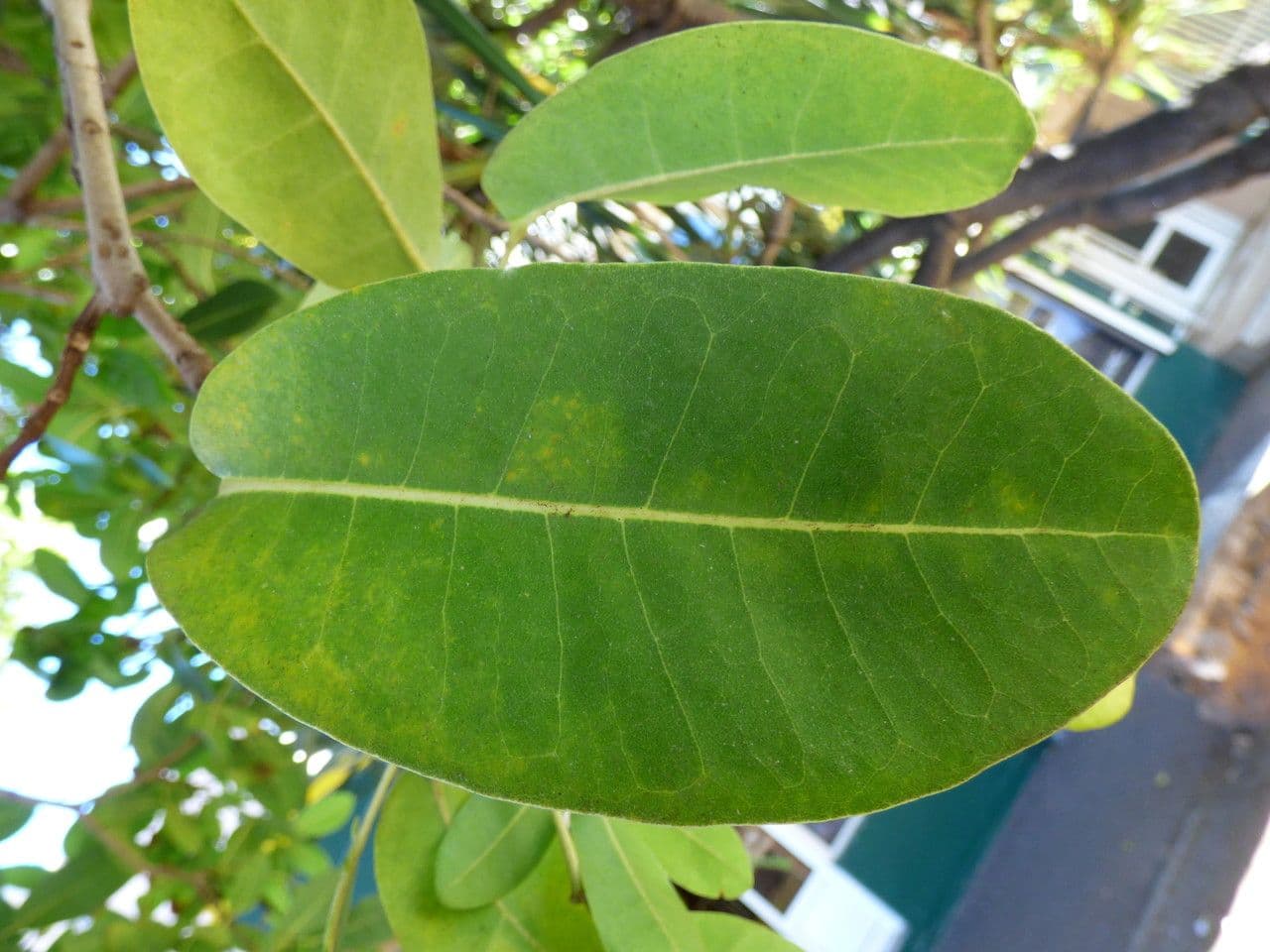 Tabebuia bledá 18