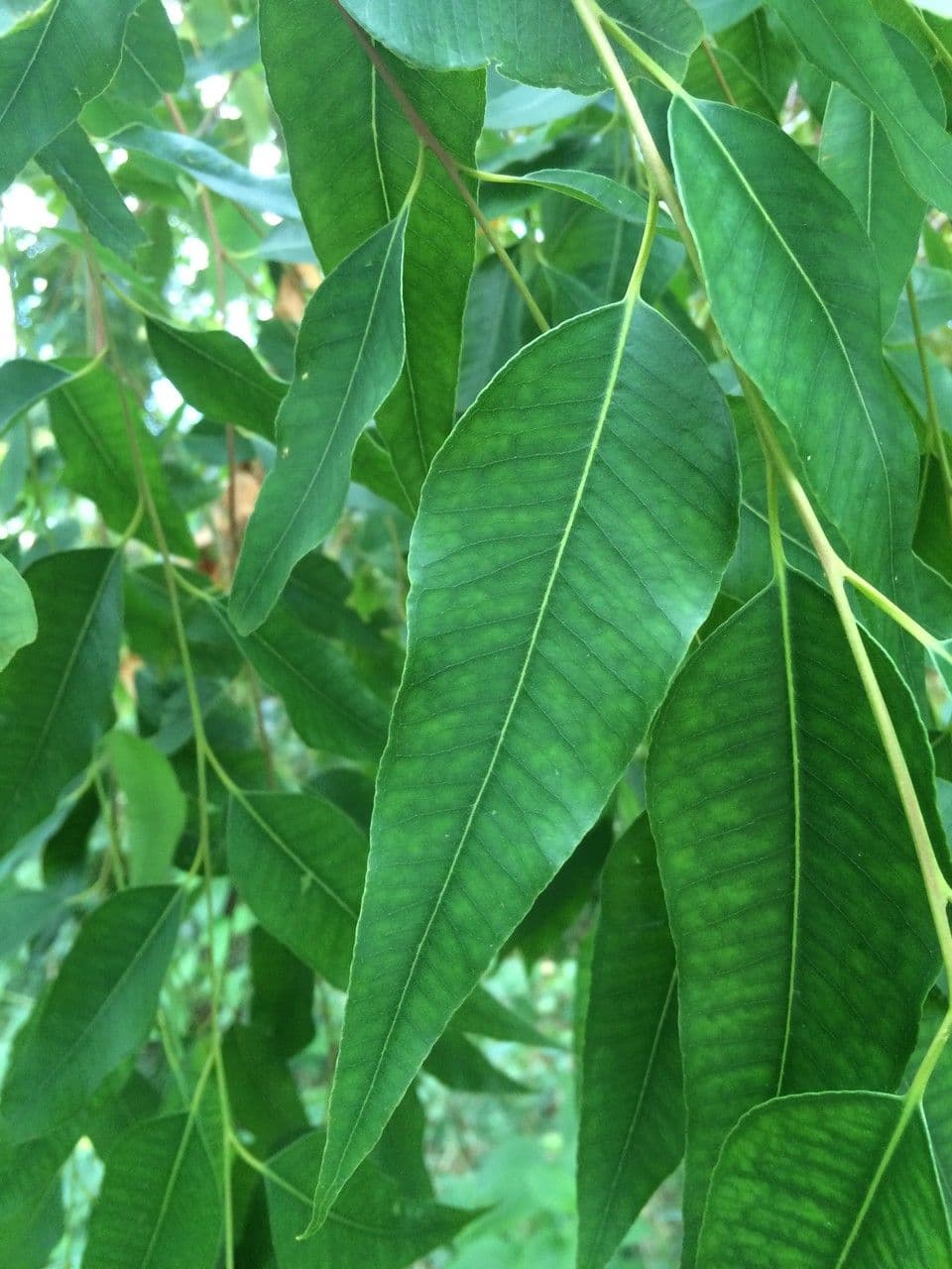 Eucalyptus