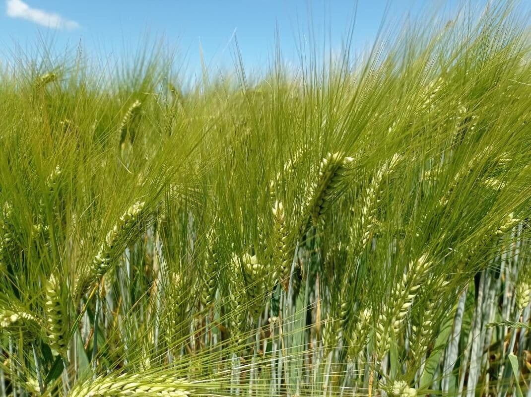 Grano monococco 17