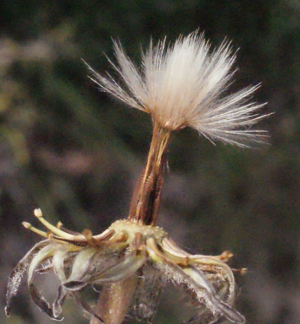 Leontodon tuberoso 4