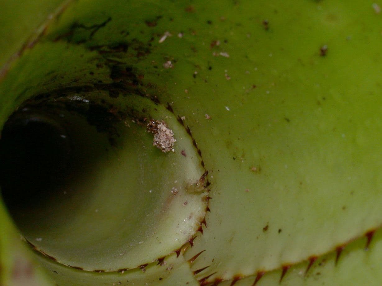 Aechmea nudicaulis 5