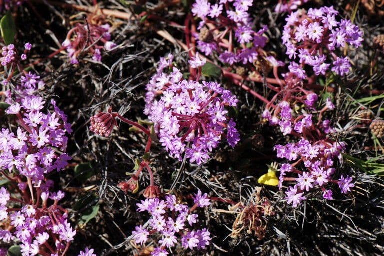 Abronia umbellata 12