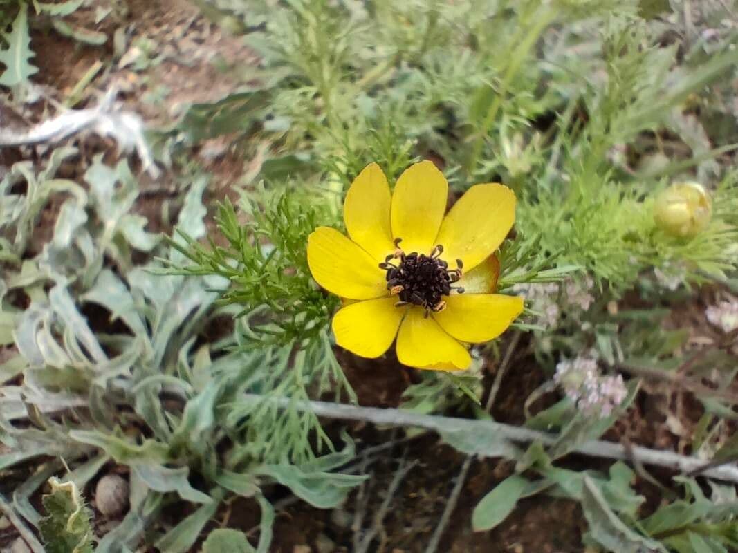 Adonis microcarpa 6