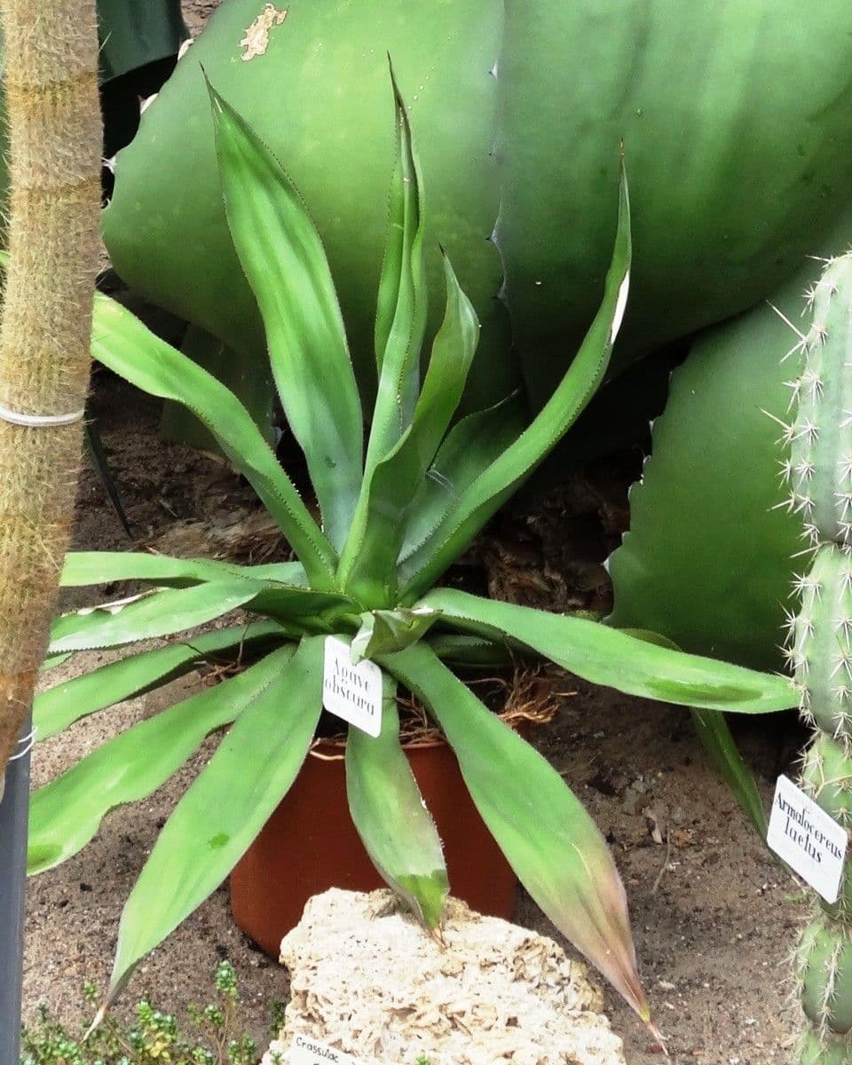 Agave 2