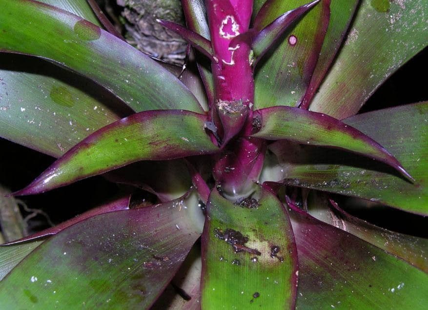 Vriesea eliconioide 17