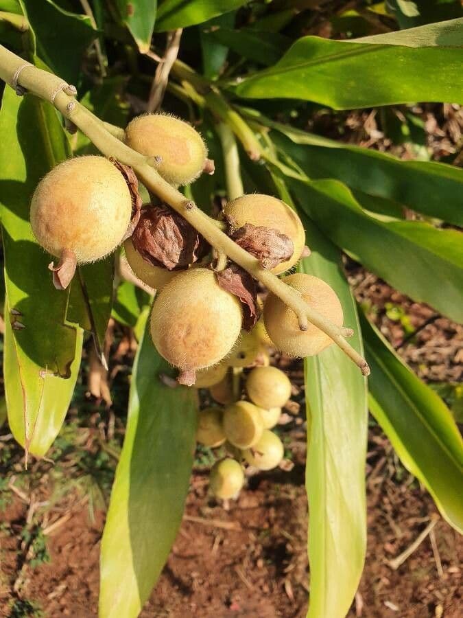 Alpinia zerumbet 3