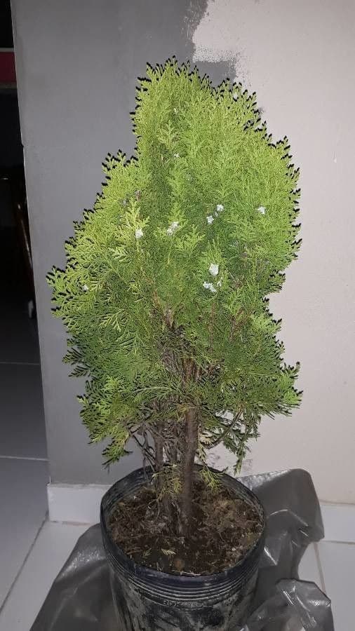 Northern white-cedar 21