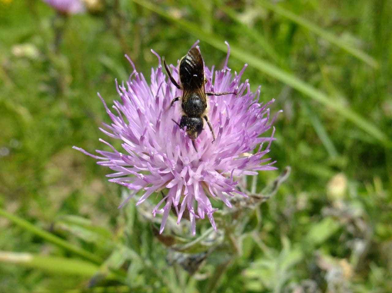 Klasea radiata 5
