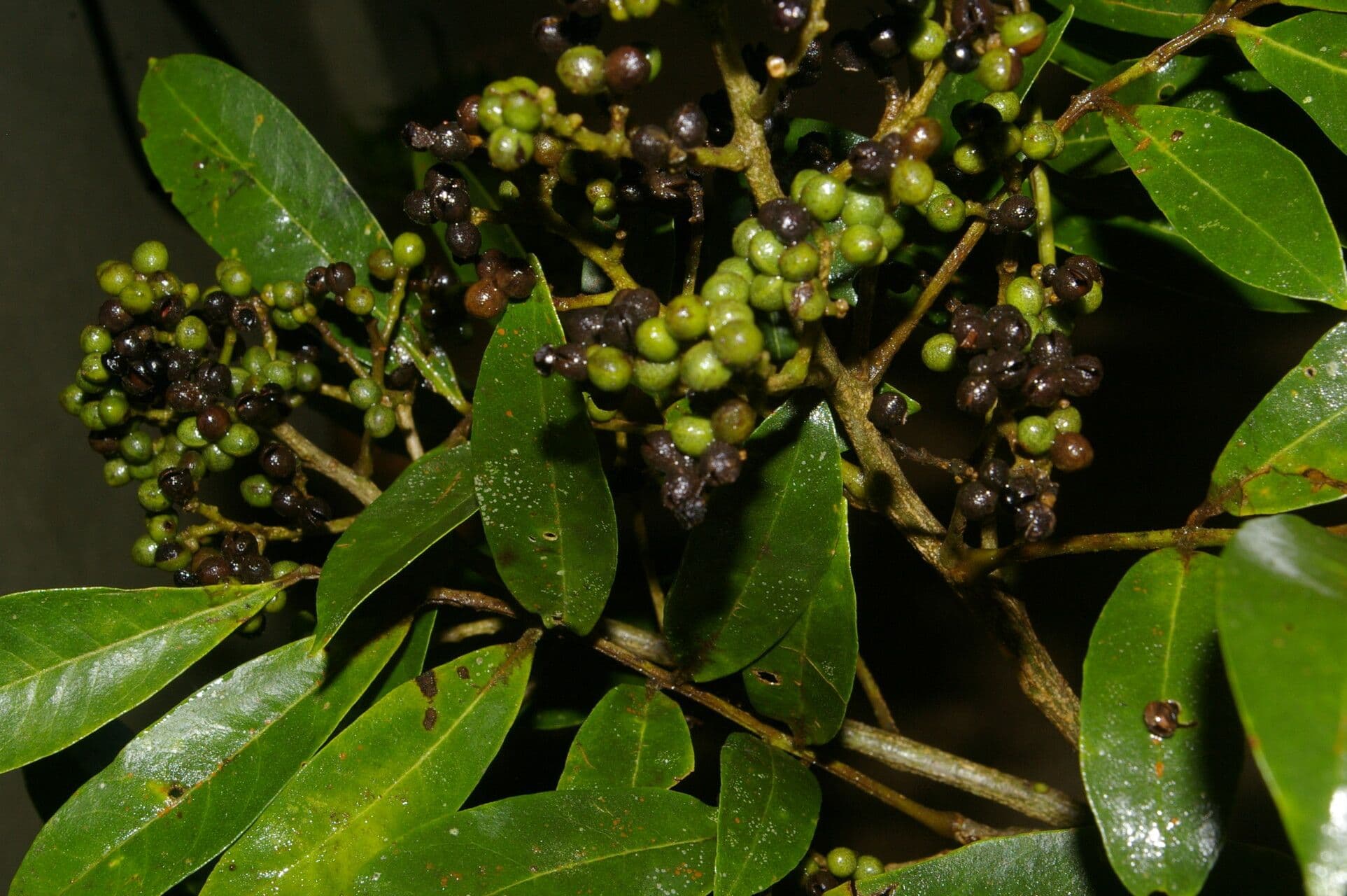 Zanthoxylum 4