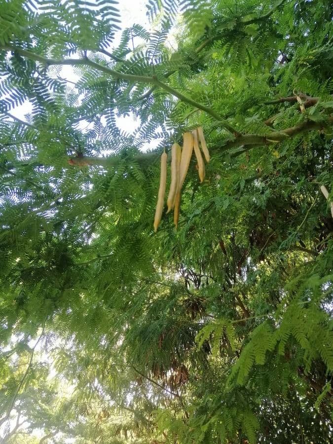 Prosopis