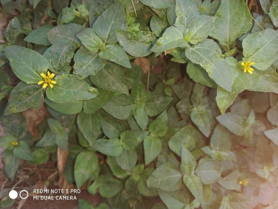Calyptocarpus vialis 5