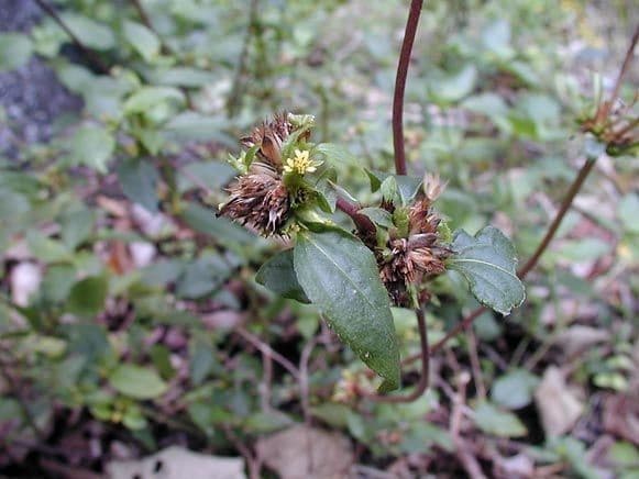 Synedrella nodiflora 8