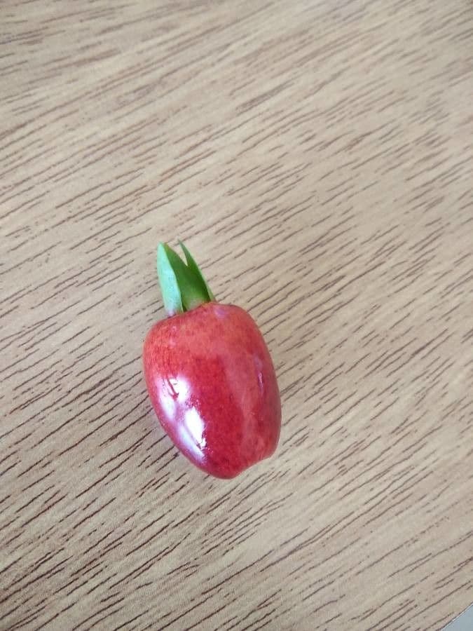 Eugenia
