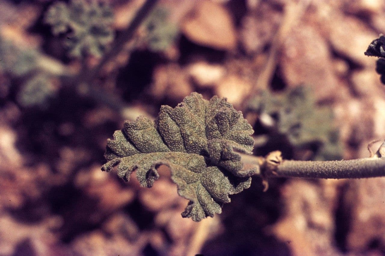 Sphaeralcea di Emory 11