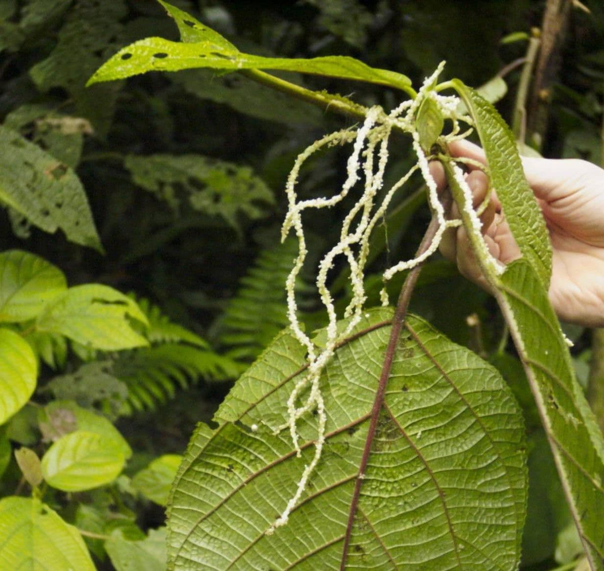 Myriocarpa longipes 15