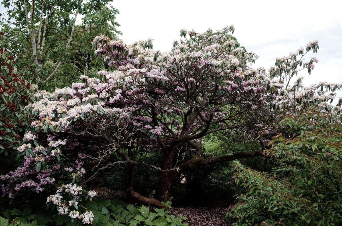 Rhododendron 10