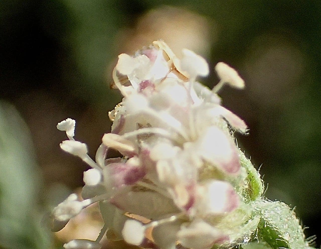 Cressa cretica 6