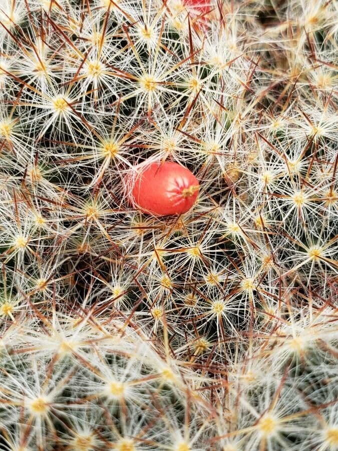 Cactus proliferante 4