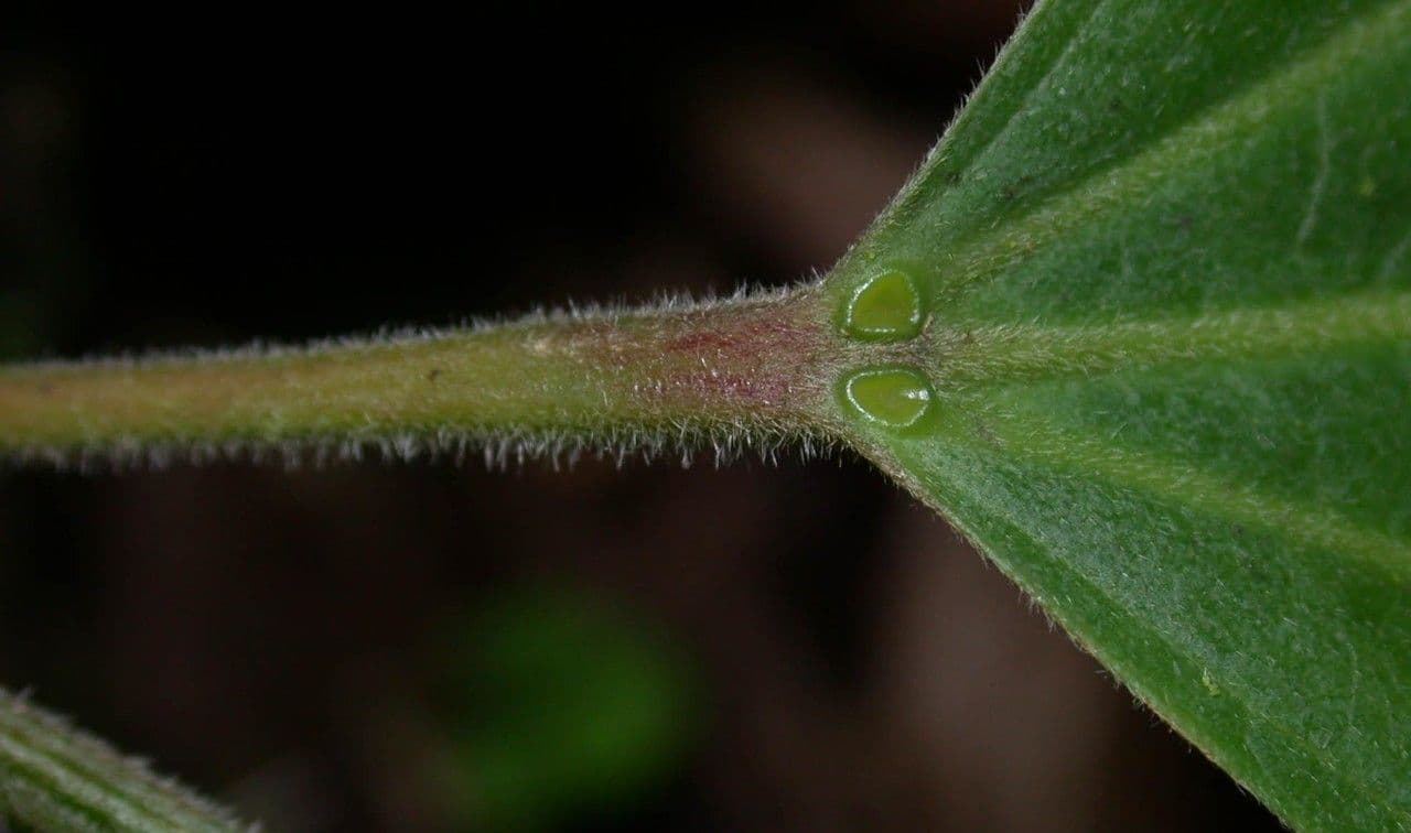 Hasseltia floribunda 14