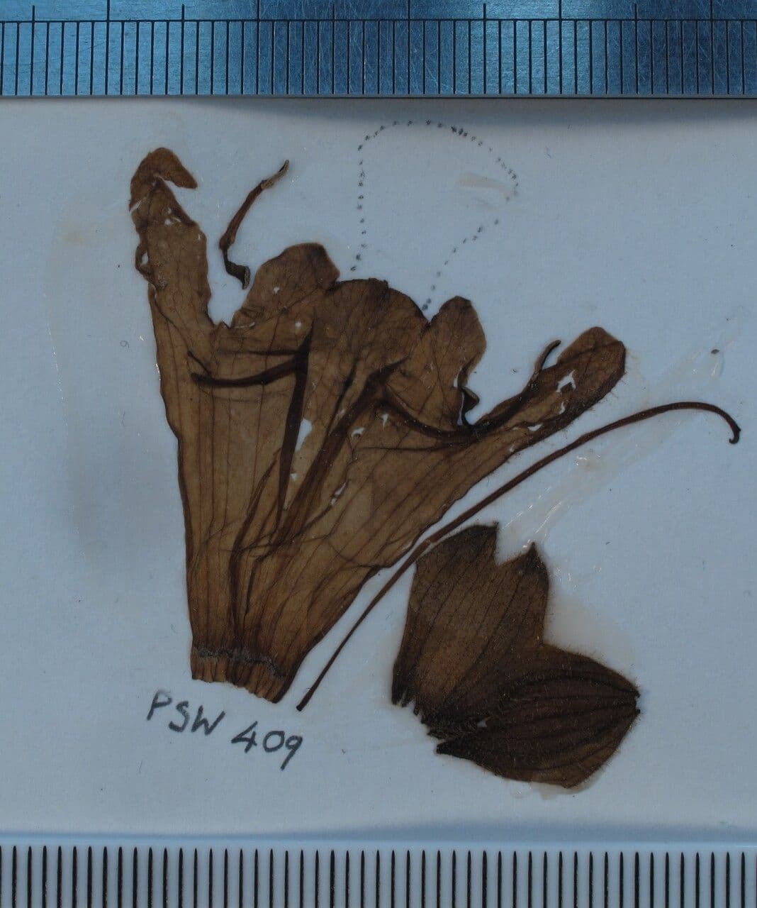 Salvia 20