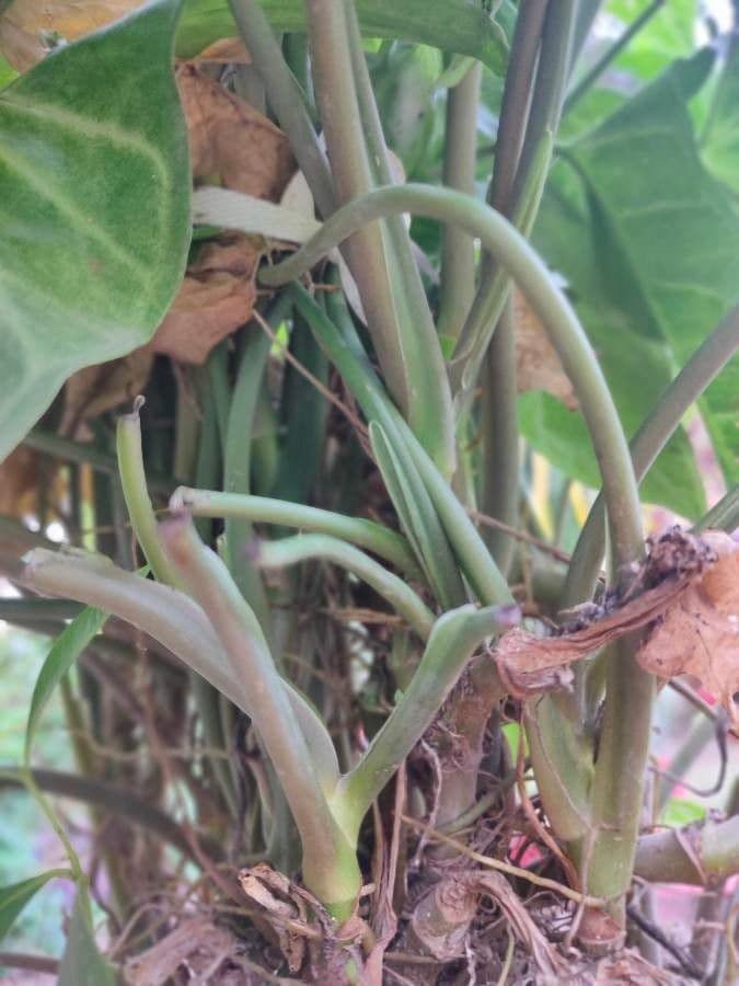 Syngonium 21