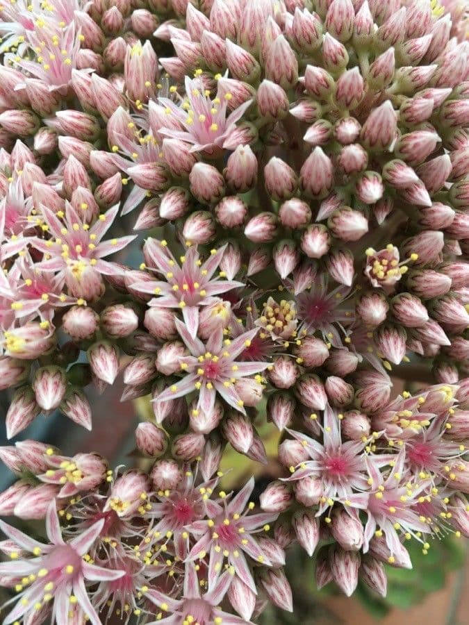 Aeonium lancerottense 5