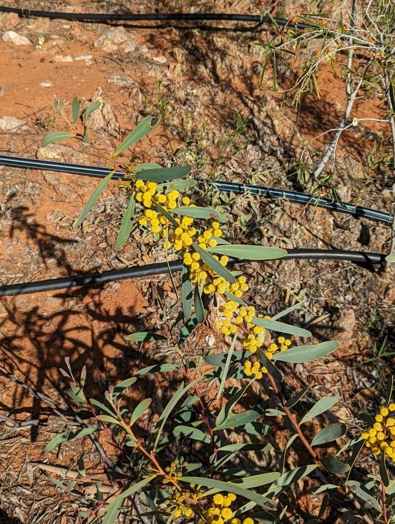 Acacia 5