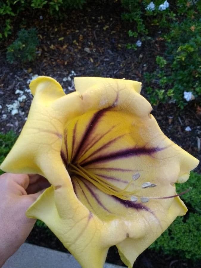 Kelchblume 8