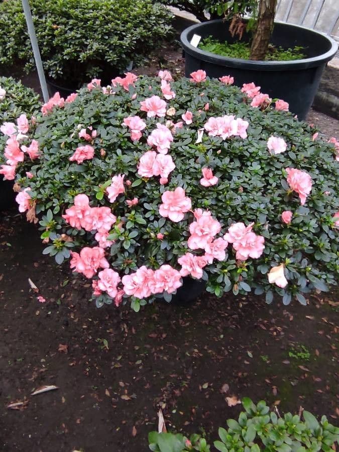 Rhododendron 13