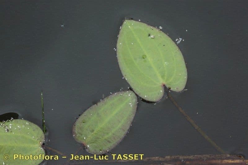 Caldesia parnassifolia 12