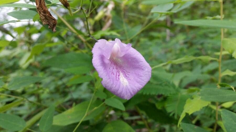 Clitoria 3