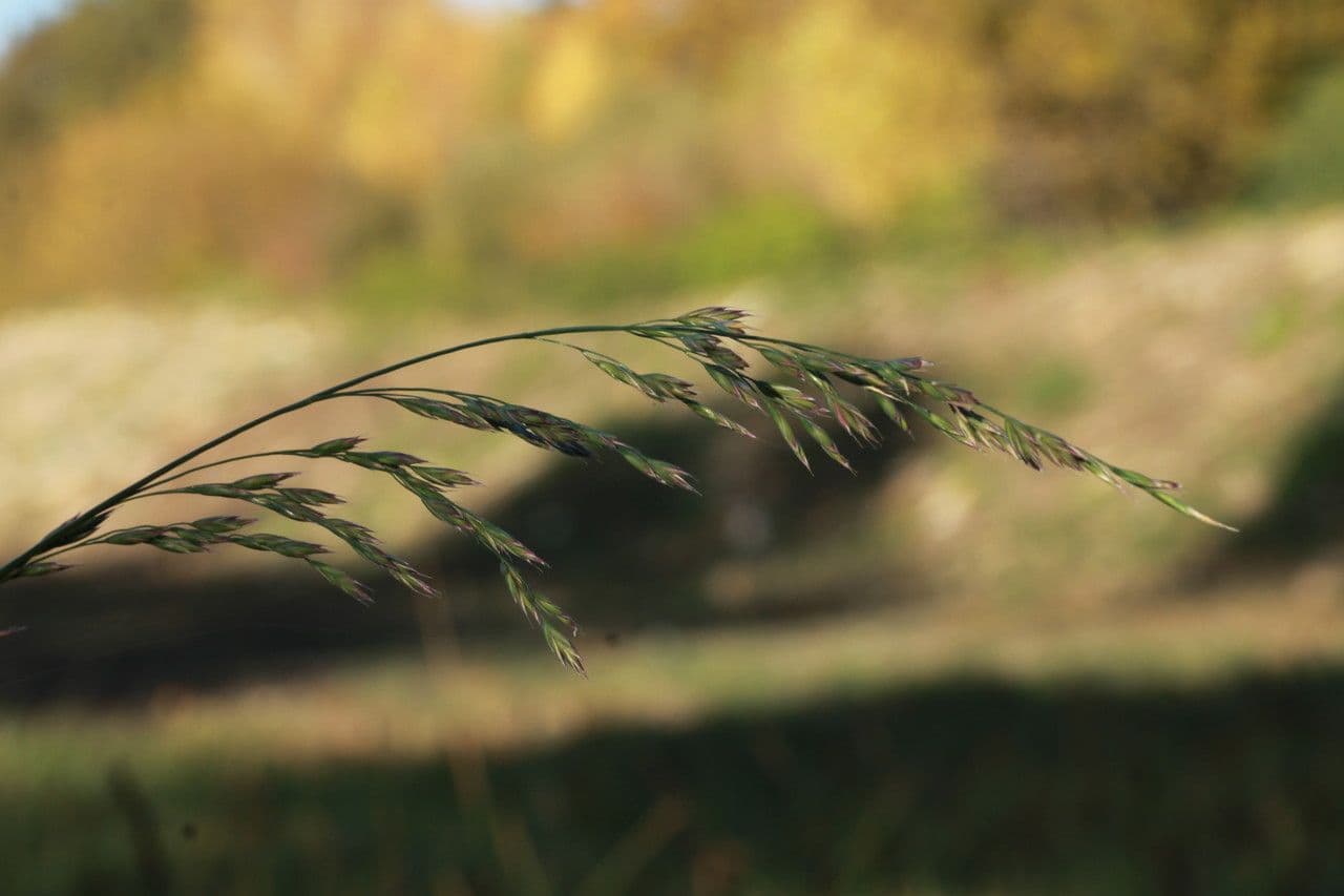 Festuca falascona 3