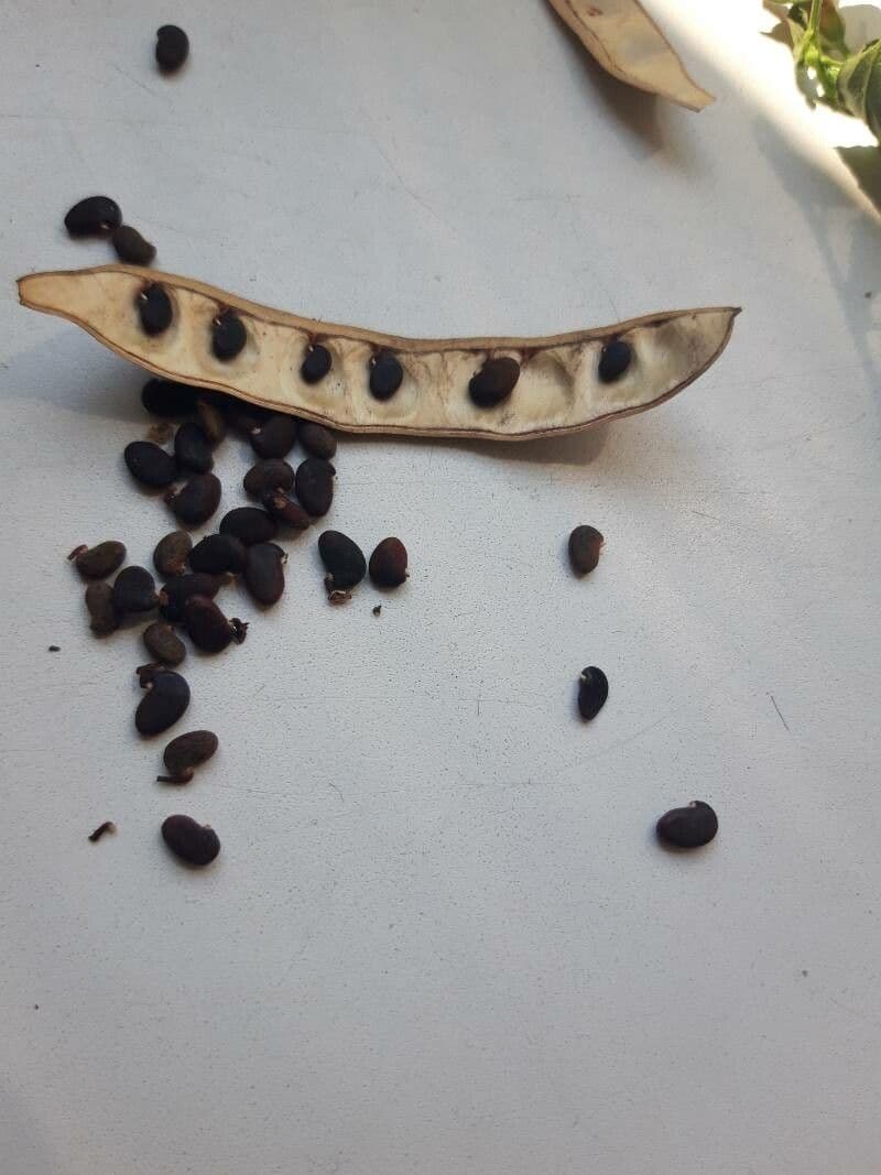 Clitoria ternatea