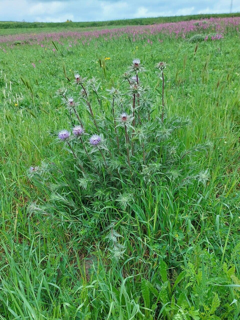 Blaue Distel 12
