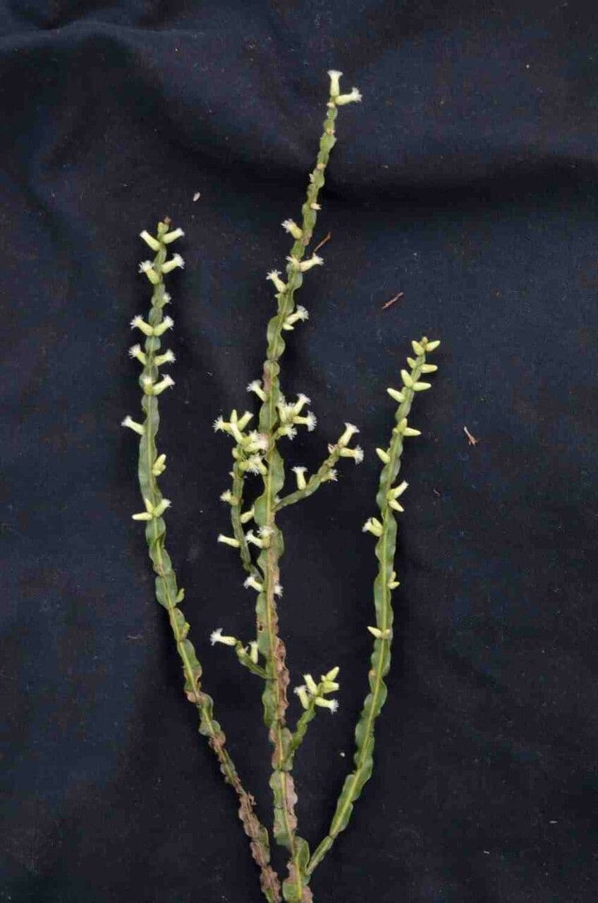 Baccharis 4