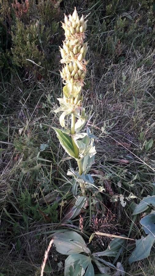 Genziana maggiore 3