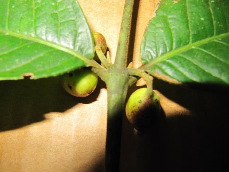 Siparuna 21