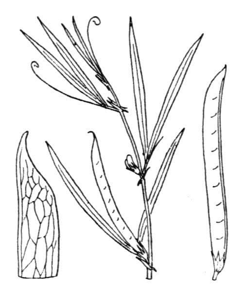 Unscheinbare Platterbse