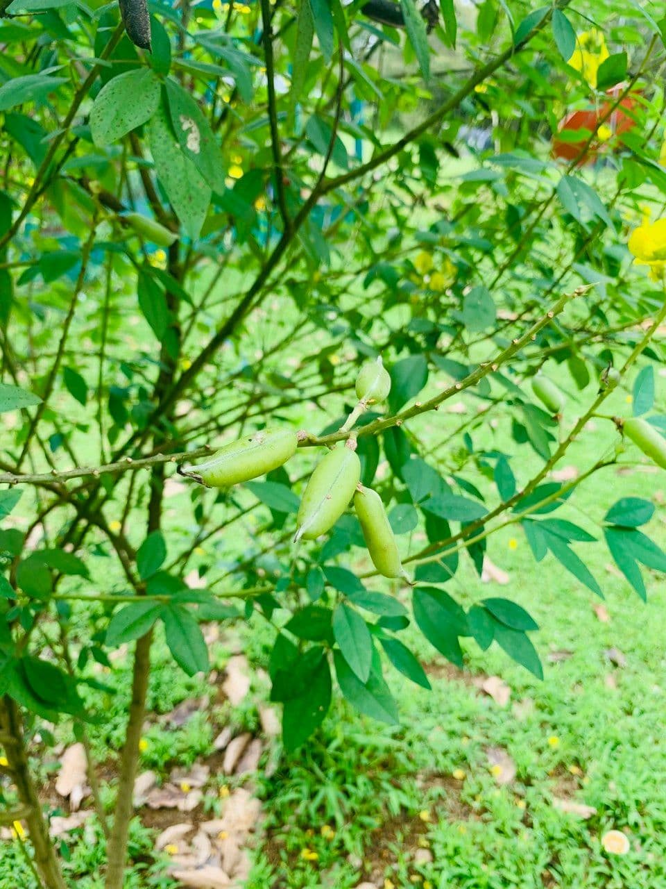 Crotalaria 2