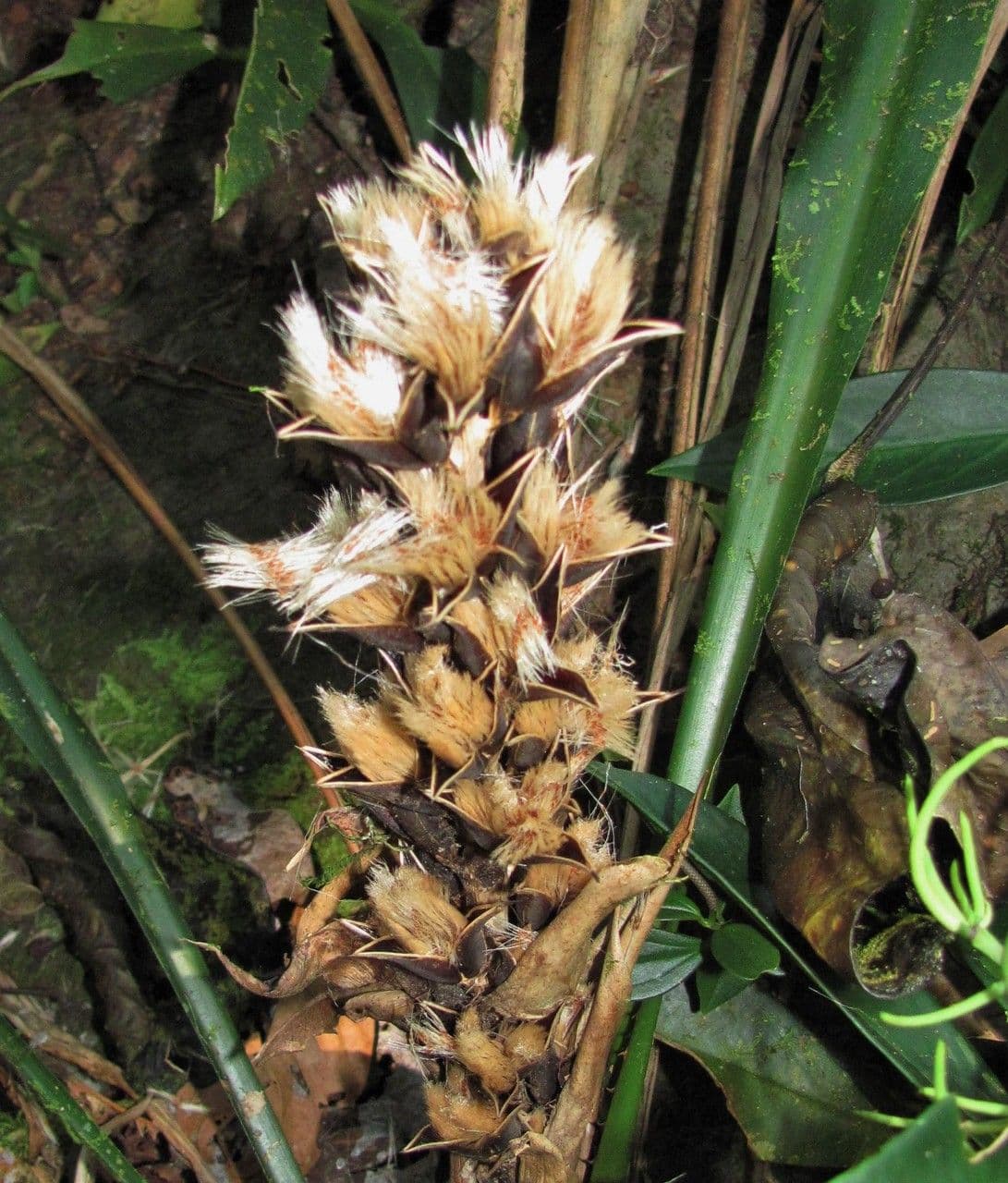 Pitcairnia 6