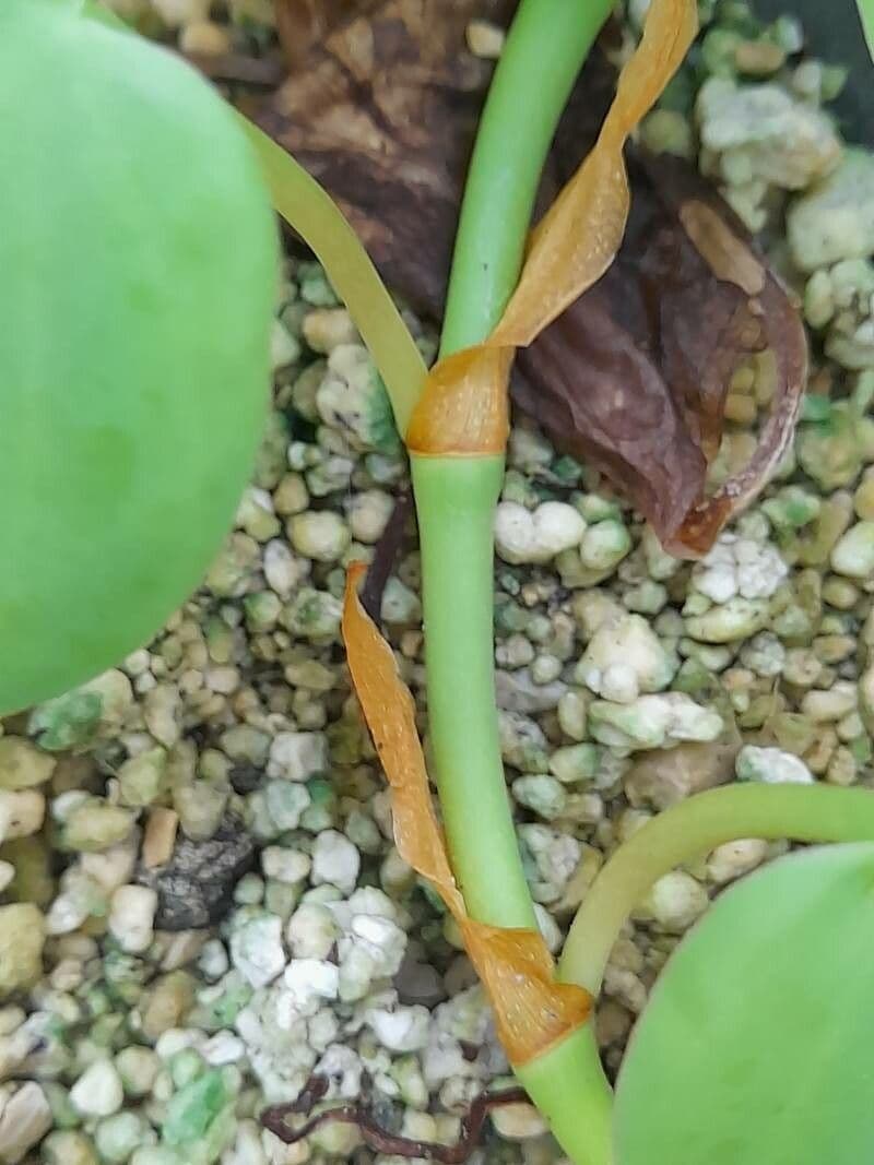 Philodendron cordiforme 9