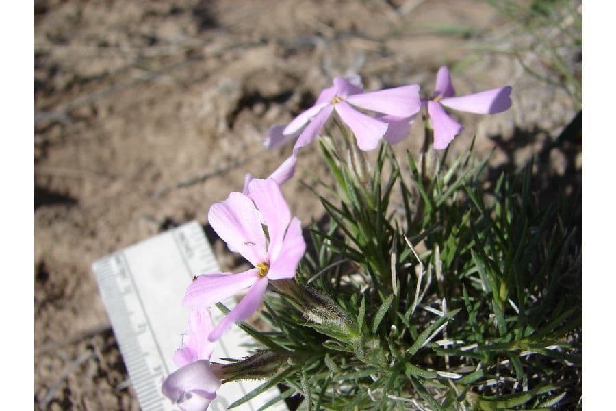 Phlox 8