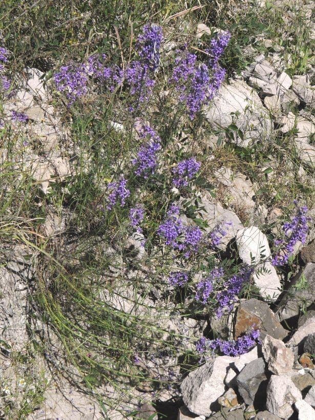 Ipomopsis 8