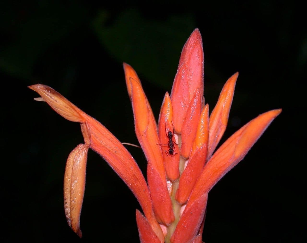 Aphelandra 2
